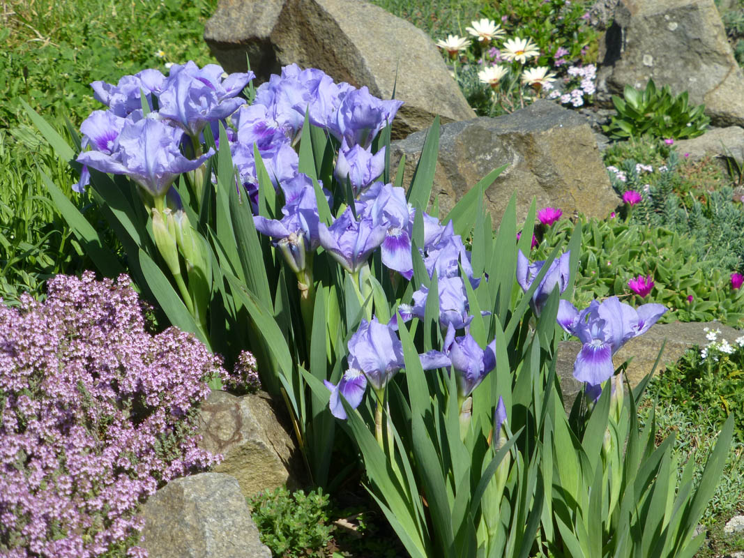 Iris pumila 'bleu' photo
